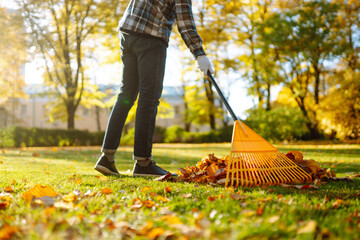 Man in his hands with a fan-shaped yellow rake collects fallen autumn leaves in the park. A rake...