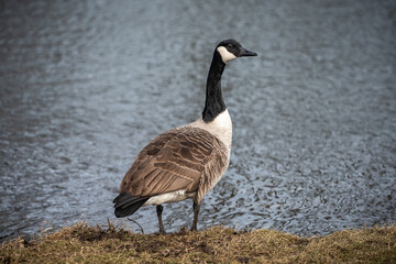 Canada goose standing proudly in front of a river