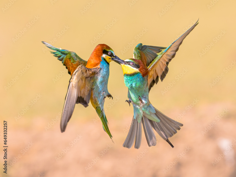 Poster bee eater fighting on blurred background