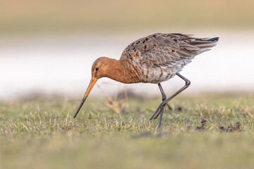 Black Tailed Godwit with Bright Background