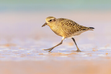 Black-bellied plover on beach