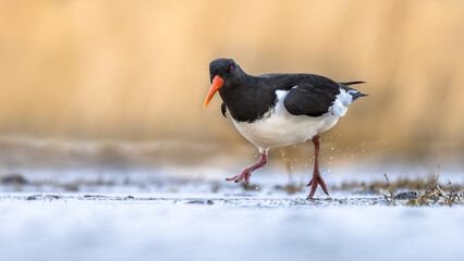 Eurasian Oystercatcher wading in wetland