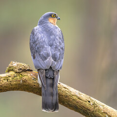 Eurasian sparrowhawk looking sideview in forest