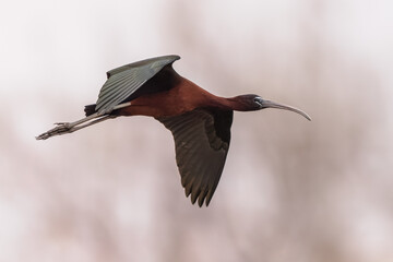 Glossy ibis flying in habitat