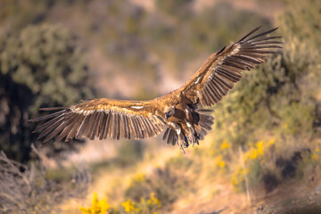 Griffon vulture flying and landing