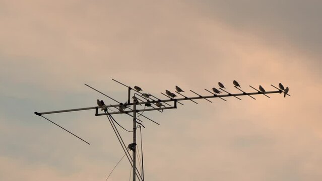 Flock of bird flying and perching on TV antenna in the evening
