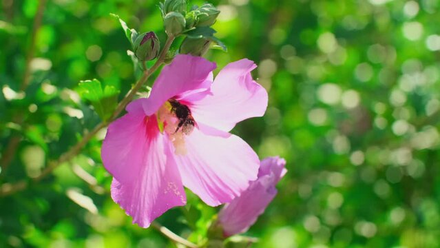 Honey bee gathering nectar on pink flower. Bee insect pollinates beautiful malva flower, nature landscape. Close up slow motion