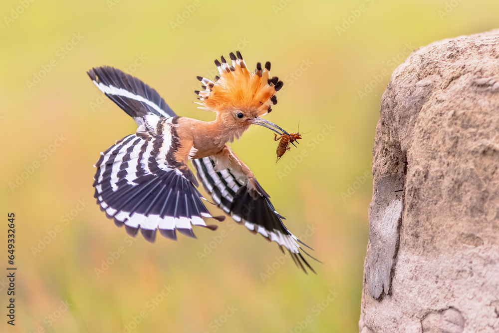 Sticker Two Eurasian hoopoe perched on branch with crest