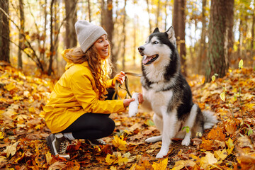 Happy woman with her husky dog walks in the autumn forest. A cheerful pet spends time with its owner outdoors. Concept of relaxation, fun. © maxbelchenko