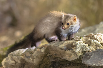 Wild Beech marten at night