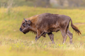 Wisent or European bison one animal