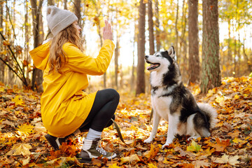 Happy woman with her husky dog walks in the autumn forest. A cheerful pet spends time with its...
