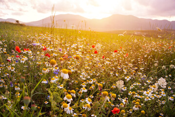 Daisies and other wild flower in summer meadow on sunset