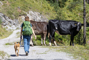 Bergwanderung mit Hund