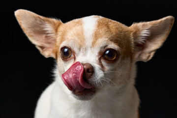 Chihuahua Ronya
