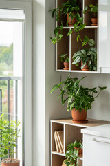 Green plants scindapsus, monstera, pilea, epipremnum in pots on shelves. Home garden in city flat. Gardening hobby, leisure, planting concept. Growing domestic flowers in modern interior near window.