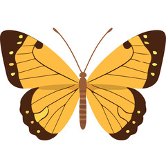 beauty butterfly with yellow wings open