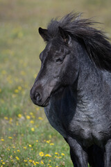Naklejka na ściany i meble Closeup of Icelandic Pony