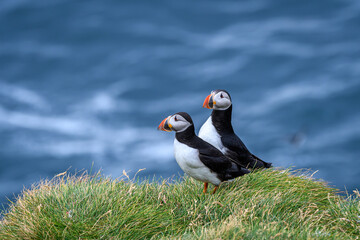 atlantic puffin or common puffins