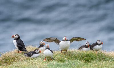 group of puffins on a grassy cliff above the ocean