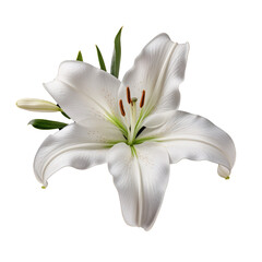white lily flower isolated on white