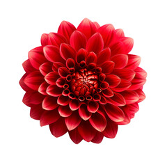 red dahlia isolated on white
