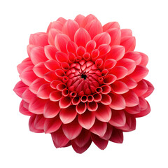 red dahlia isolated on white