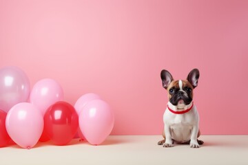 french bulldog sitting by pink balloons on a pink background