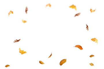  Autumn leaf border. Wave of falling leaves. Leaf fall flying png. Autumn leaves. Leaves in the wind. golden orange brown colour of maple tree leaves in autumn