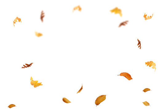Fototapeta  Autumn leaf border. Wave of falling leaves. Leaf fall flying png. Autumn leaves. Leaves in the wind. golden orange brown colour of maple tree leaves in autumn
