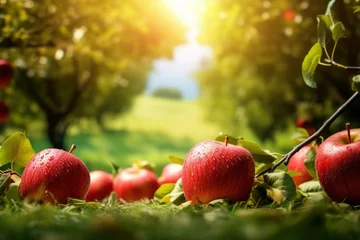 Fotobehang many apples in some grass standing together on the ground, red apples in garden near apple trees, apple farm photo wallpaper, harvest © vasyan_23