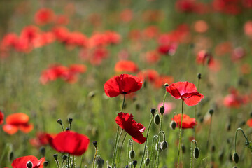 Fototapeta premium Eine Wiese mit Roten Mohn im Frühjahr