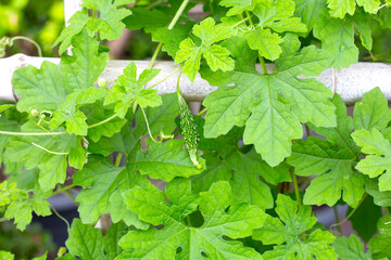 Bitter gourd plant. Green  leaves with fruit