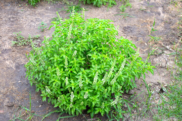 Lemon basil, Hoary basil, Hairy basil