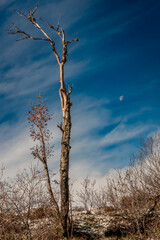 Lonely tree and moon
