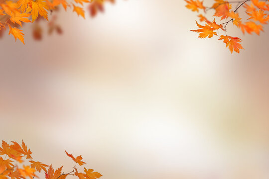 Autumn tree branch on transparent backgrounds  png,  set autumn leaves png, autumn colored with fall leaves frame border,