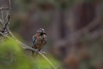 Garrulus glandarius aka eurasian jay, beautiful colourful bird in the forest in Bulgaria