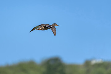The mallard wild duck (Anas platyrhynchos) in flight