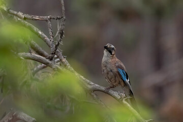 Garrulus glandarius aka eurasian jay, beautiful colourful bird in the forest in Bulgaria