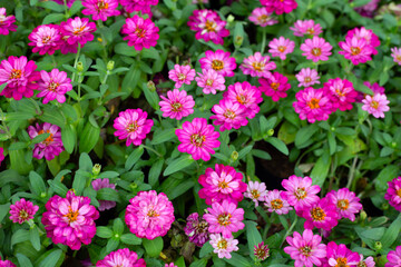 Obraz premium Zinnia flower in the garden
