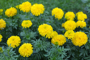 Beautiful marigold flower in the garden