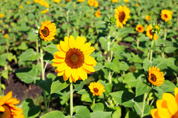 Sunflower field, Beautiful summer landscape.