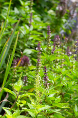 Sweet basil with lemongrass in herb garden
