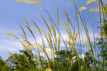 Grass flowers with blue sky