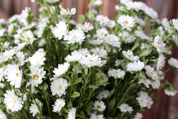 Marguerite white flower, Marguerite Daisy