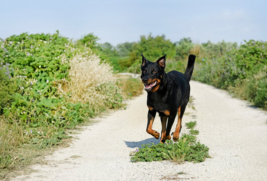 beauceron running in the nature