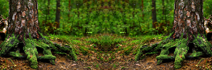 Tree roots covered with green moss in the forest. Wide banner. Copy space for product demonstration, design, installation. Panoramic.