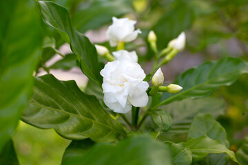 Obraz na płótnie Canvas Crepe jasmine, East Indian rosebay