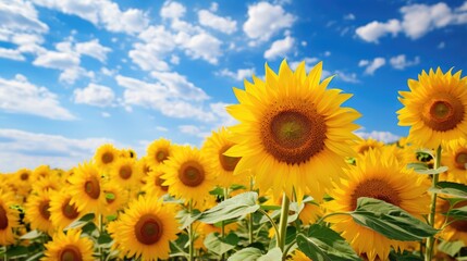 Obraz premium Sunflowers field and blue sky with white clouds. Beautiful agriculture field with yellow flowers. Rural landscape in south of Ukraine.