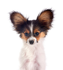 puppy papillon dog in studio